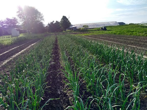 Ridge Lane Farm