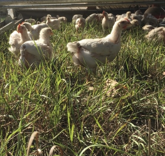 Cedar Valley Farm