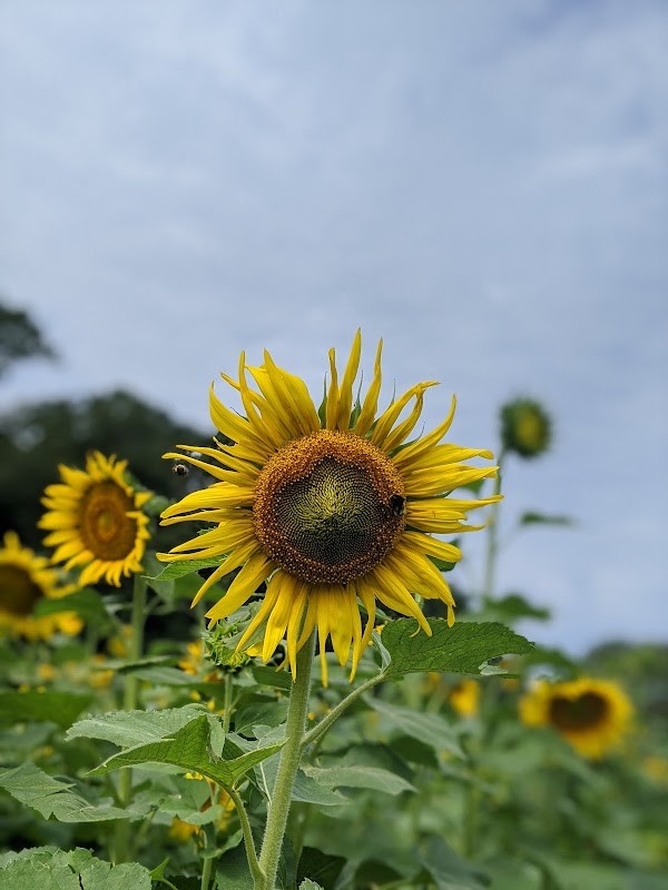 One Straw Farm Llc