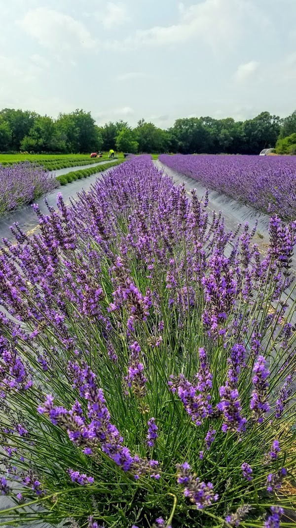 Sandhills Lavender Farm