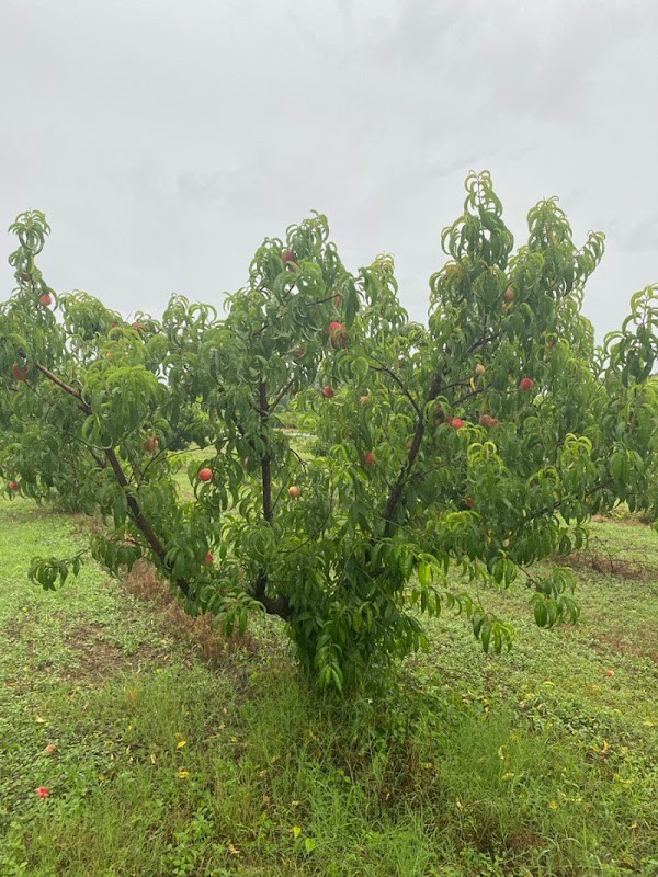 Mccraw Farms