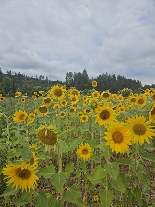 Jim Dandy Farm Market