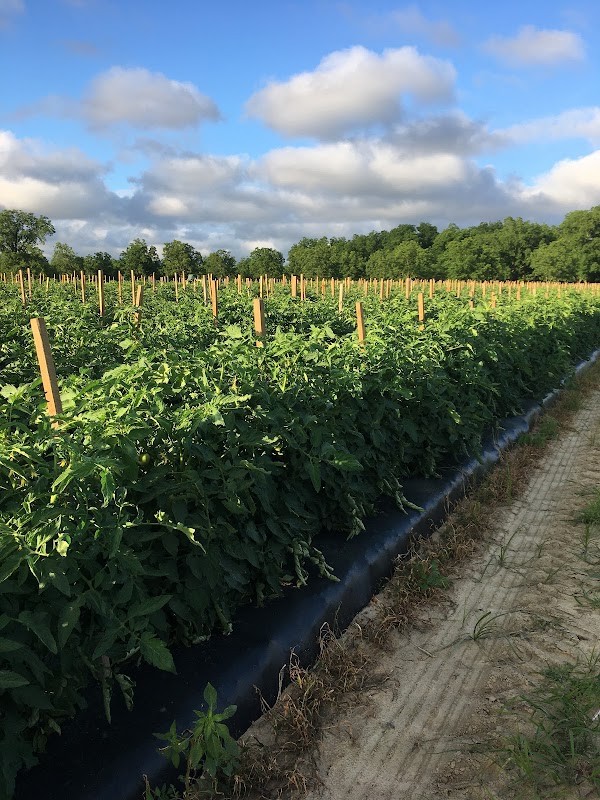 Ohoopee Farms