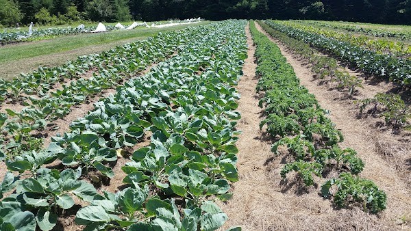 Snakeroot Organic Farm