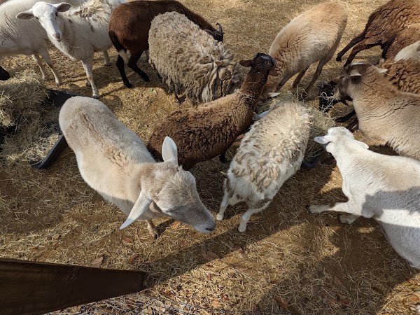 Branchton Farm Petting Zoo
