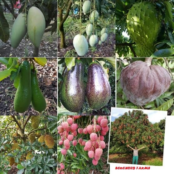 Serendib Farms