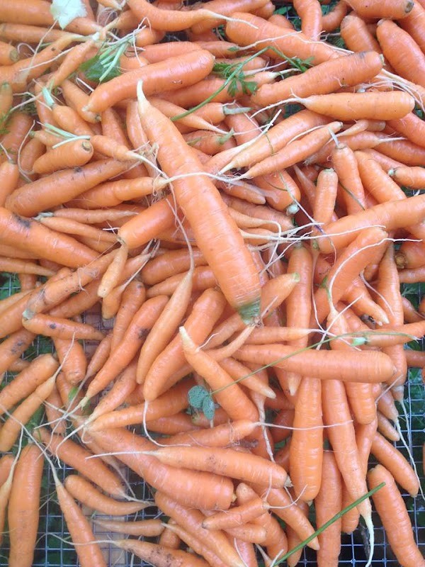 Rustic Roots Farm