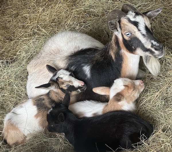 Treat Family Farm