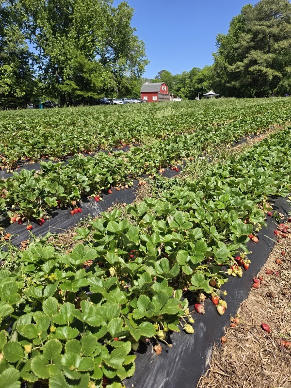 Buckwheat Farm