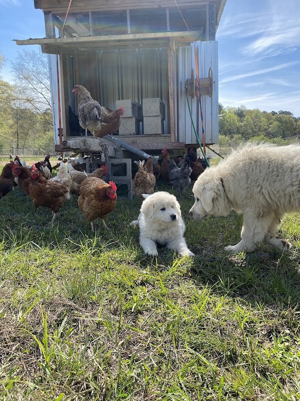 Sweet Magnolia Farms