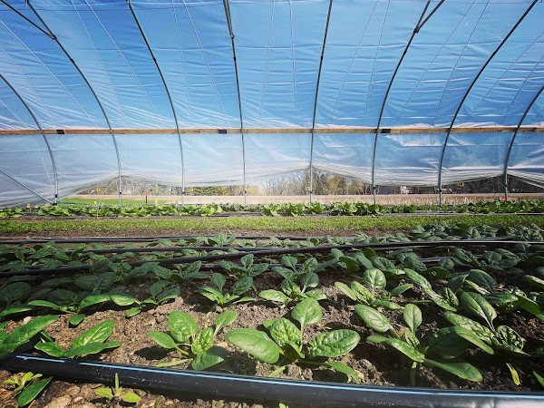 Spring Lake Farm