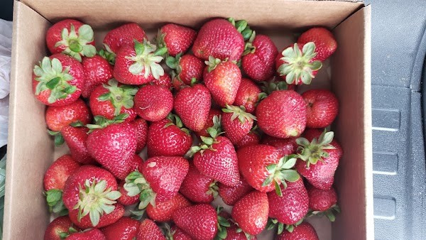 Maggie Valley Berry Patch