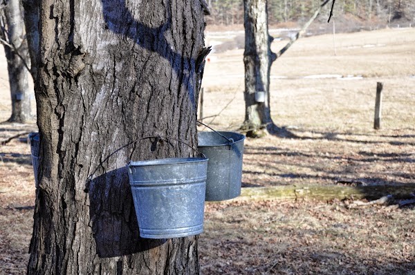 Frostmore Farm - Maple & More