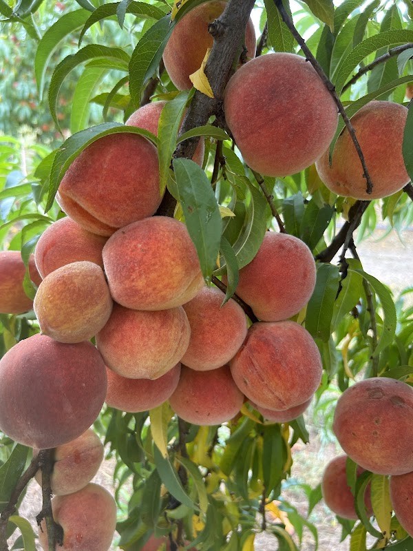 Greenleaf Peach Farm