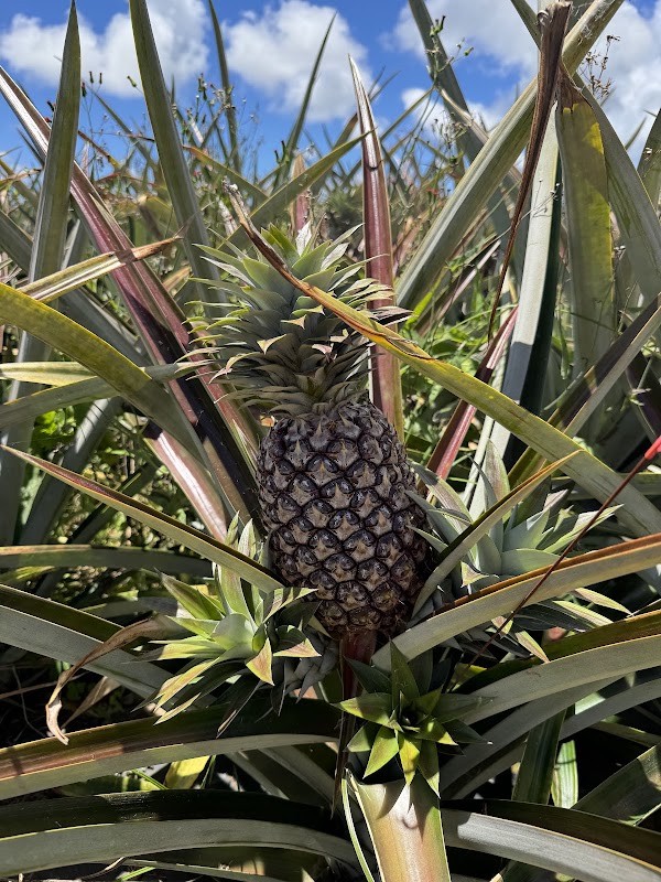 Fruit Stand