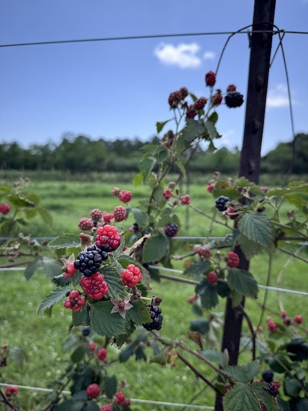 Fruits 'n Such Orchard