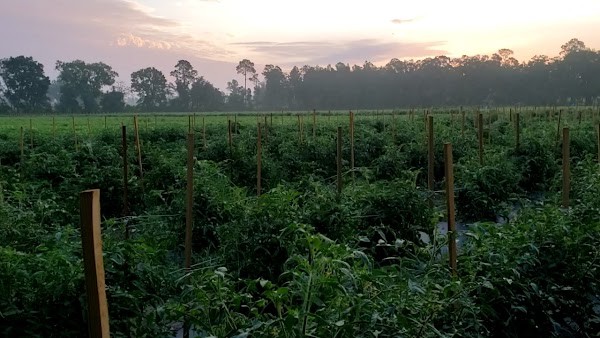 Dukes Family Farms