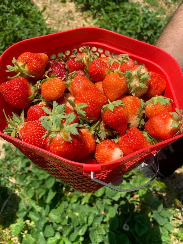 Clark's Berry Farm