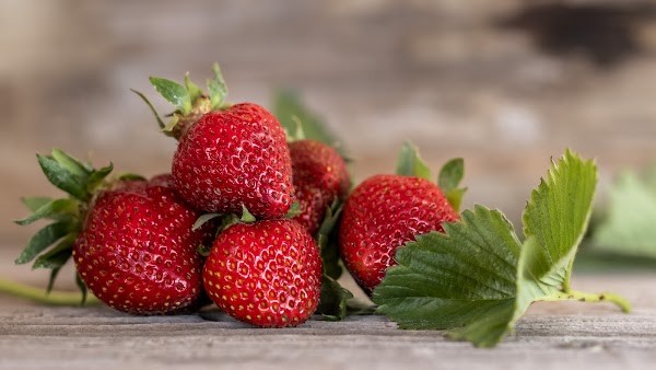 Homesteader Farms