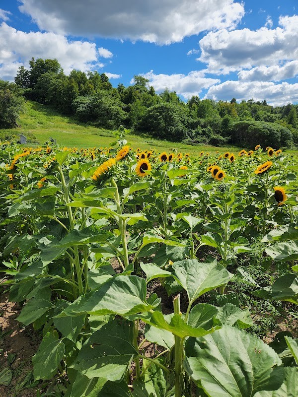 Savicki's Farm Market