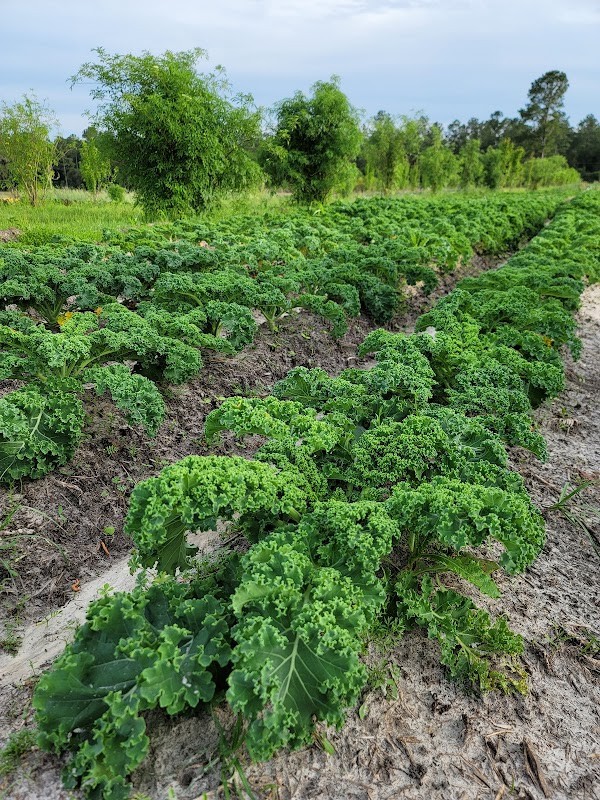 Frog Song Organics