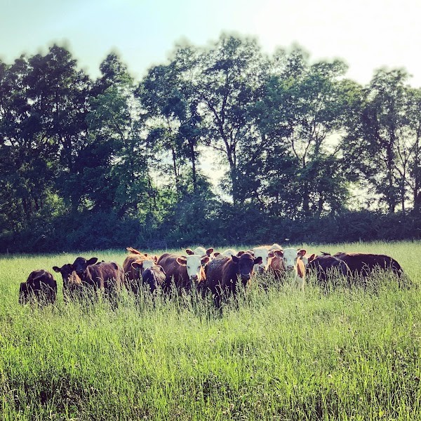 Carroll Creek Farms