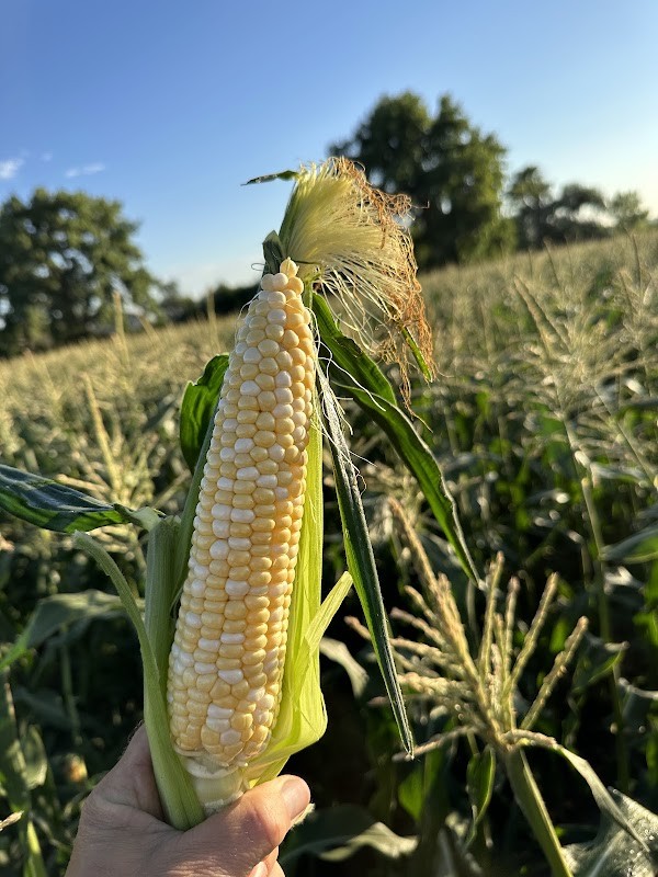 Munson Farm Sweet Corn Produce Stand