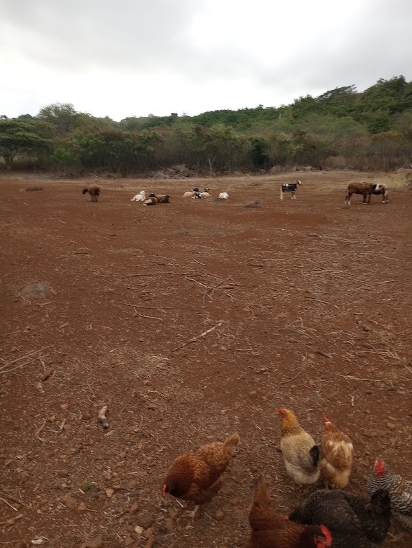 Tin Roof Ranch