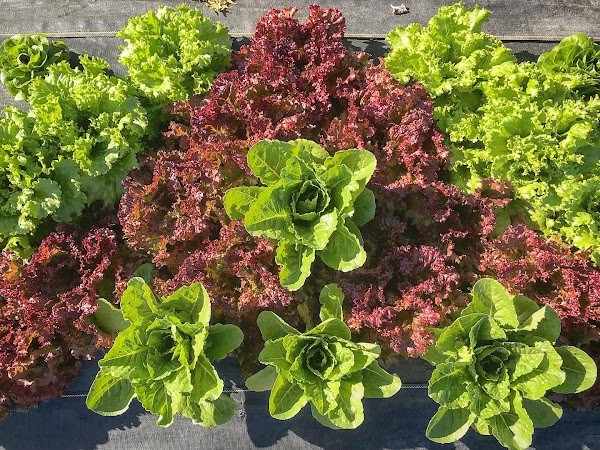 Bountiful Harvest Farms