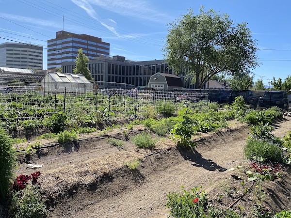 Flint Street Farm