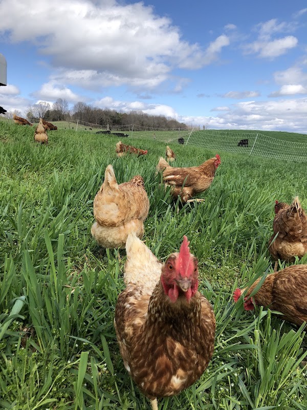 Williamson Farms