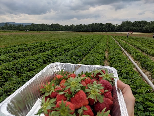 Higson's Farm
