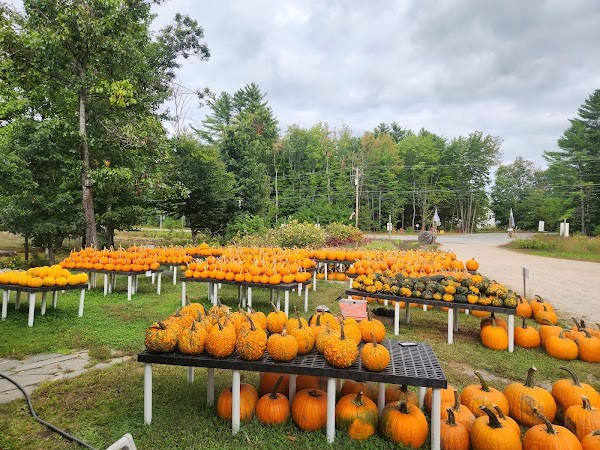 Pine Root Farm