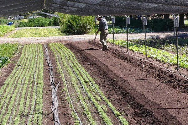 Maya's Farm