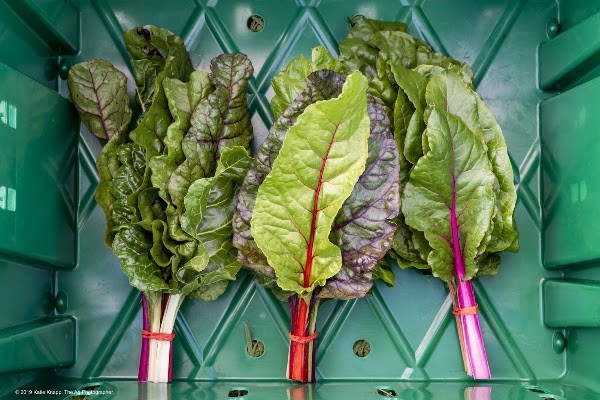 California Street Farm