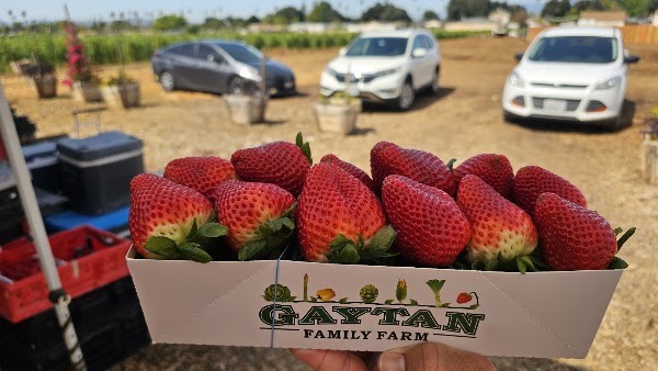 Gaytan Family Farm Stand