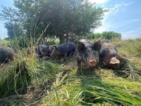 Cedar Ridge Farm Market