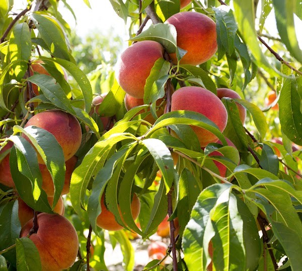 Bennett Orchards