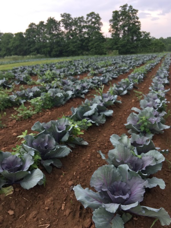 HomeGrown Direct LLC
