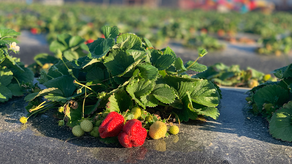 Southern Grace Farms