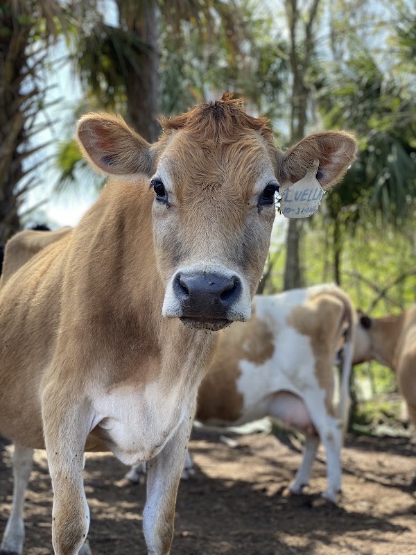 Keely Farms Dairy