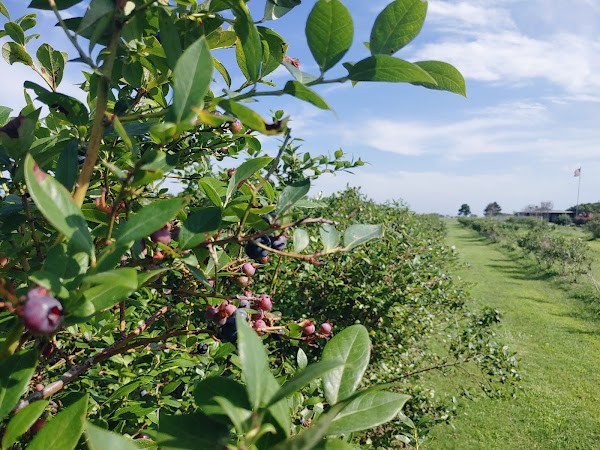 Thunderbird Berry Farm