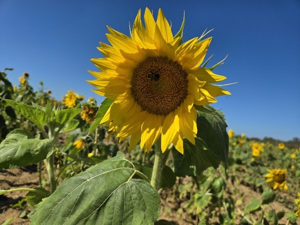 Aplin Farms