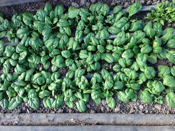 Deep Roots Farm