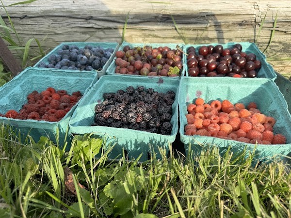 Berry Patch Farm