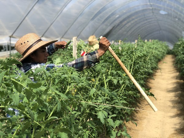 Rise ‘n Shine Organic Farm