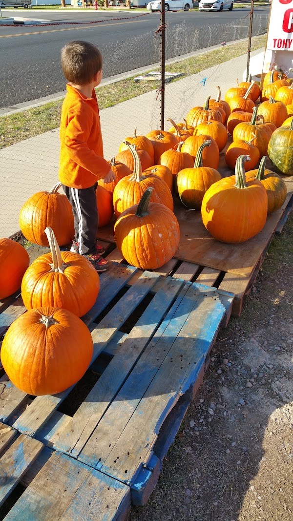 Guerra Farms