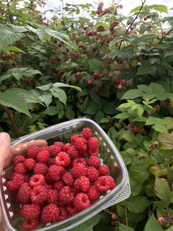 Sackett Family Farms
