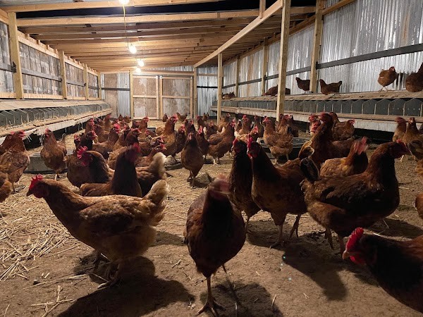 Maples Farm Fresh Eggs