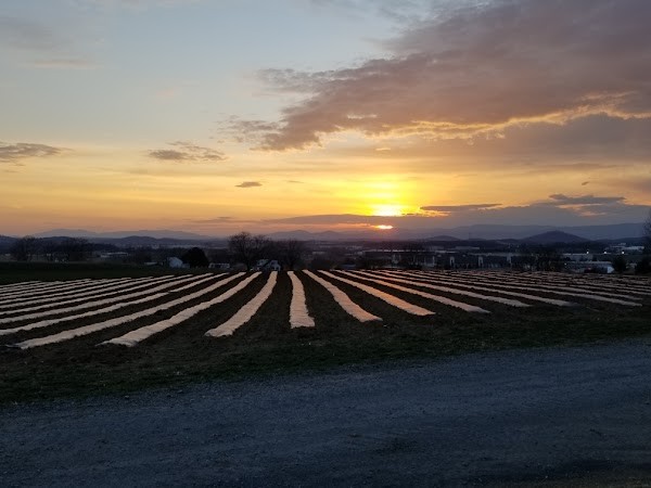 Farm Lane Produce